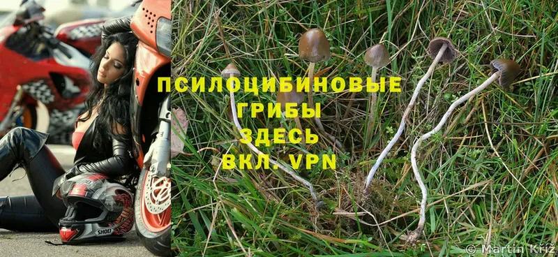 Псилоцибиновые грибы Psilocybe  Муром 